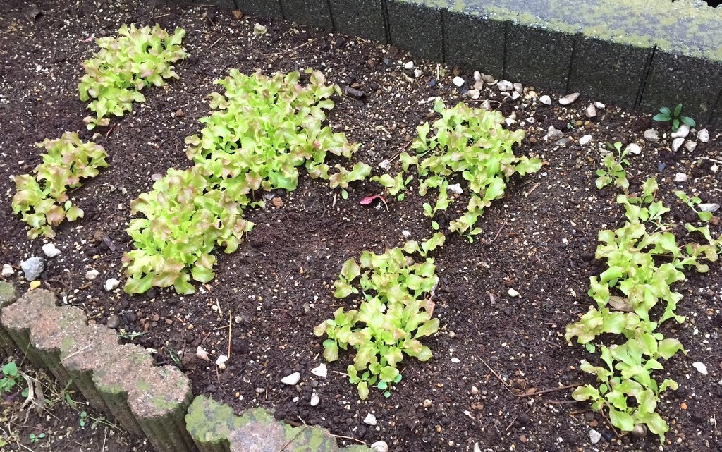 f:id:sirocco:20161201073934j:plain