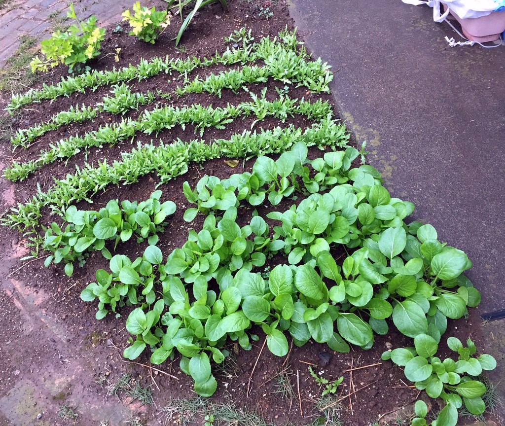 f:id:sirocco:20161201074029j:plain