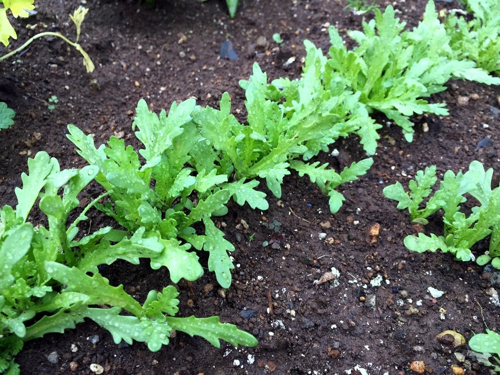 f:id:sirocco:20161201074048j:plain