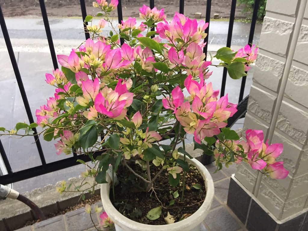 f:id:sirocco:20161201074134j:plain