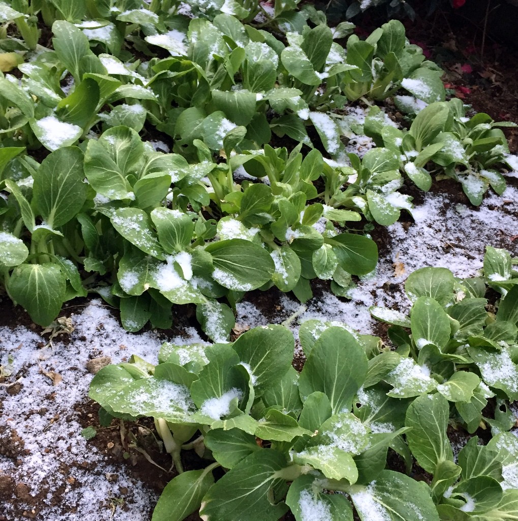 f:id:sirocco:20170120073204j:plain