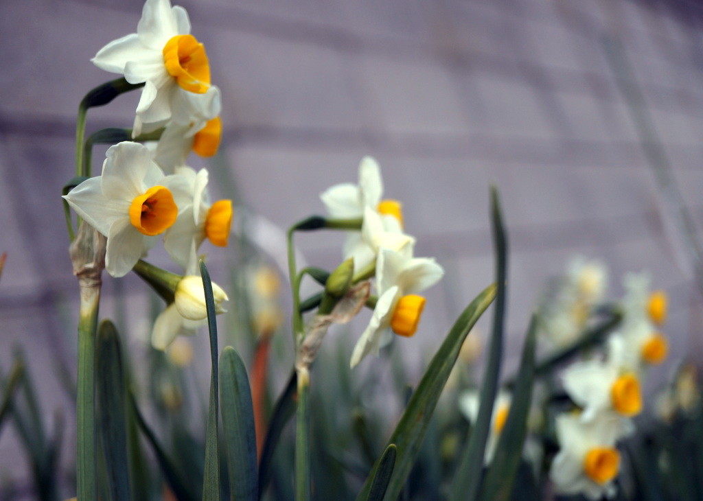 f:id:sirocco:20170129143248j:plain f:id:sirocco:20170129143248j:plain