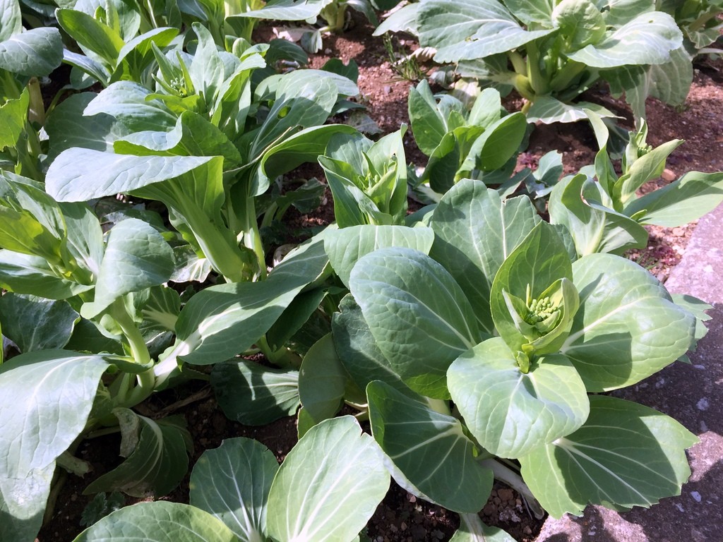 f:id:sirocco:20170226111507j:plain