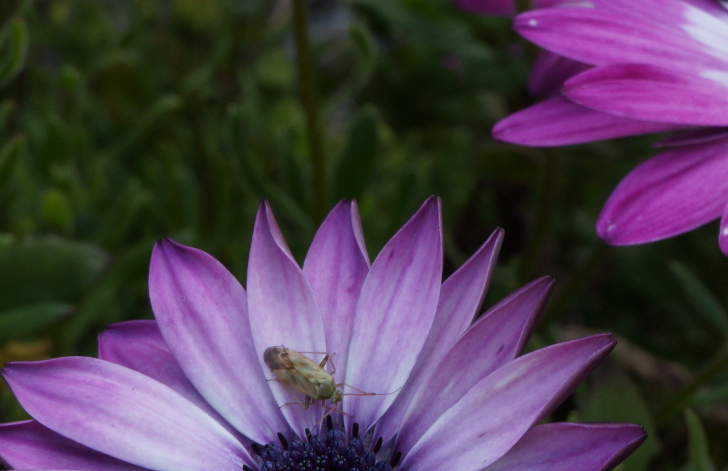 f:id:sirocco:20170425083816j:plain f:id:sirocco:20170425083816j:plain