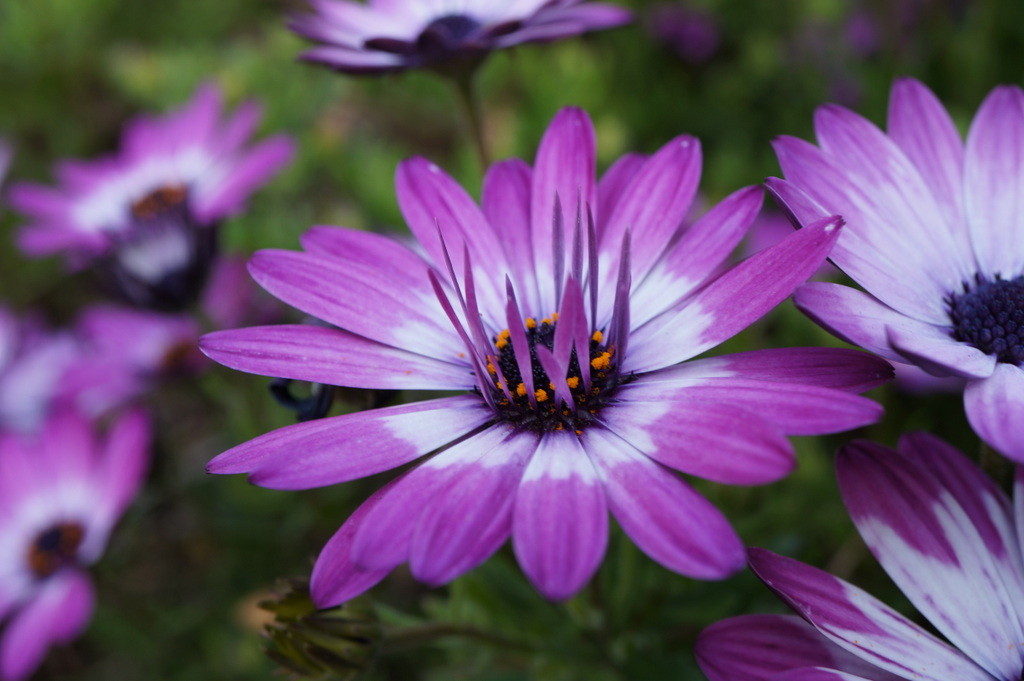 f:id:sirocco:20170425083901j:plain f:id:sirocco:20170425083901j:plain