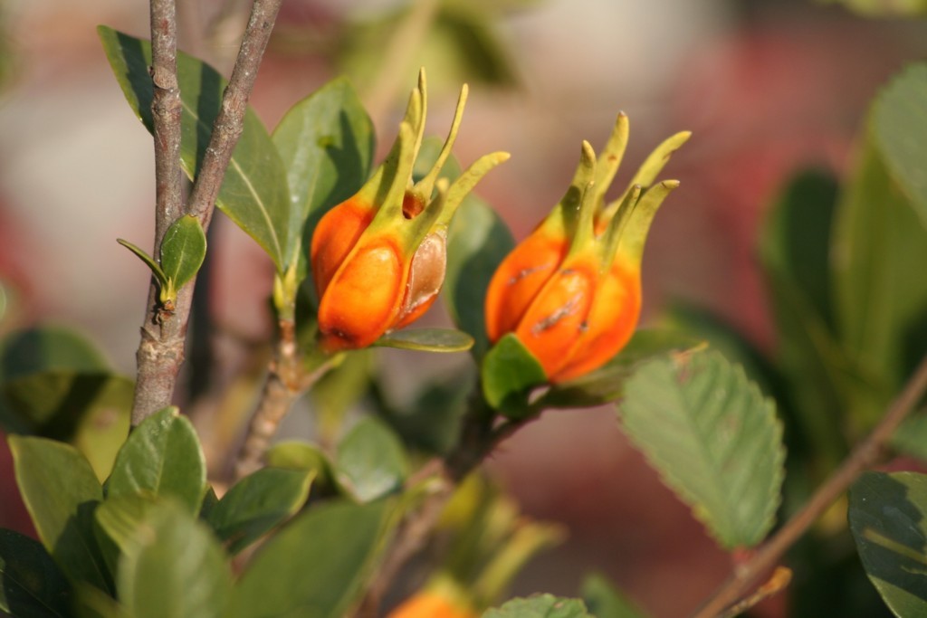 f:id:sirocco:20171026032909j:plain