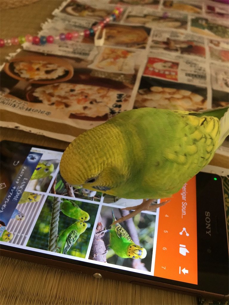 Android版セキセイインコの鳴き声アプリで遊ぶ チャーリーとしろくろ Android版セキセイインコの鳴き声アプリで遊ぶ チャーリーとしろくろ