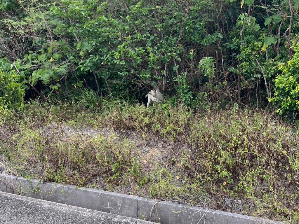 f:id:sirogomadog815:20251004201444j:image