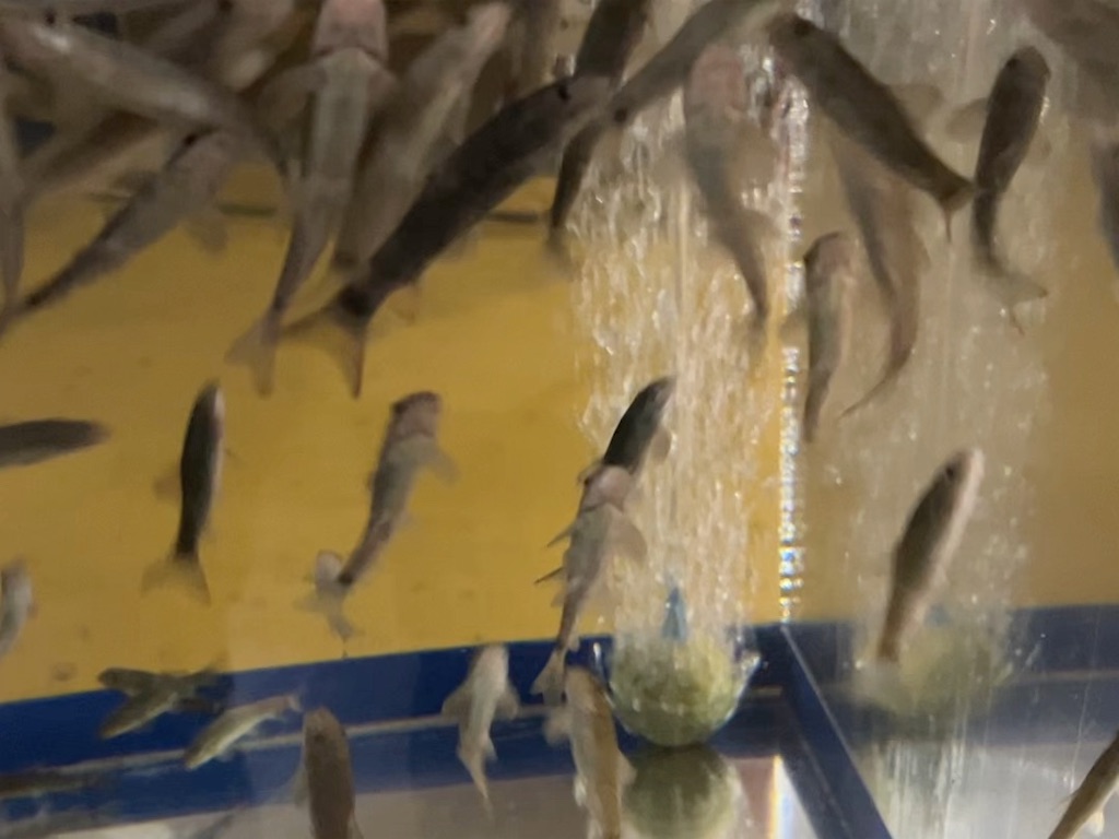 f:id:sirogomadog815:20251128213536j:image