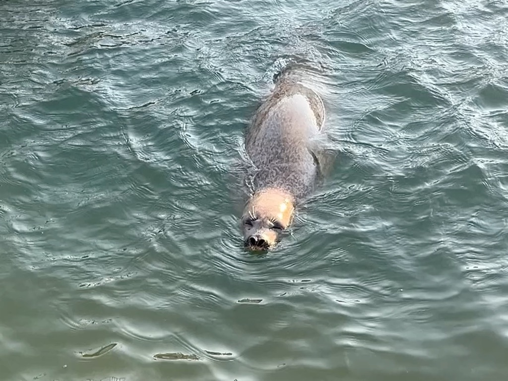 f:id:sirogomadog815:20251128213542j:image