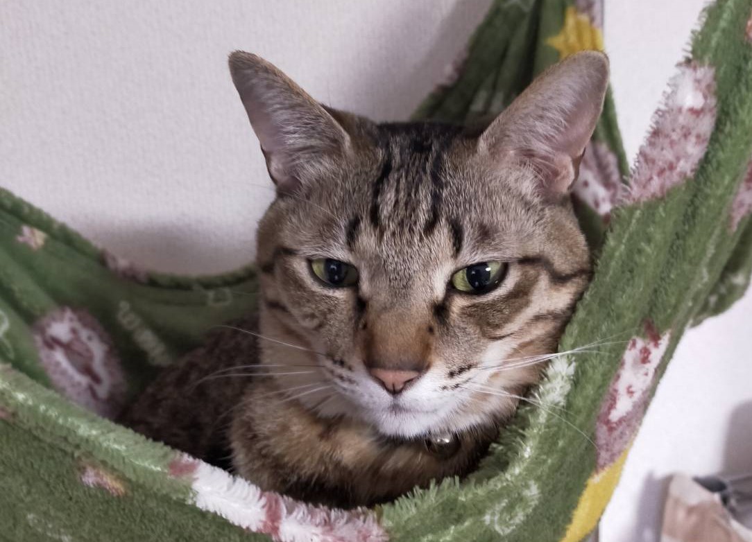 f:id:siroihutosi:20210913154914j:plain