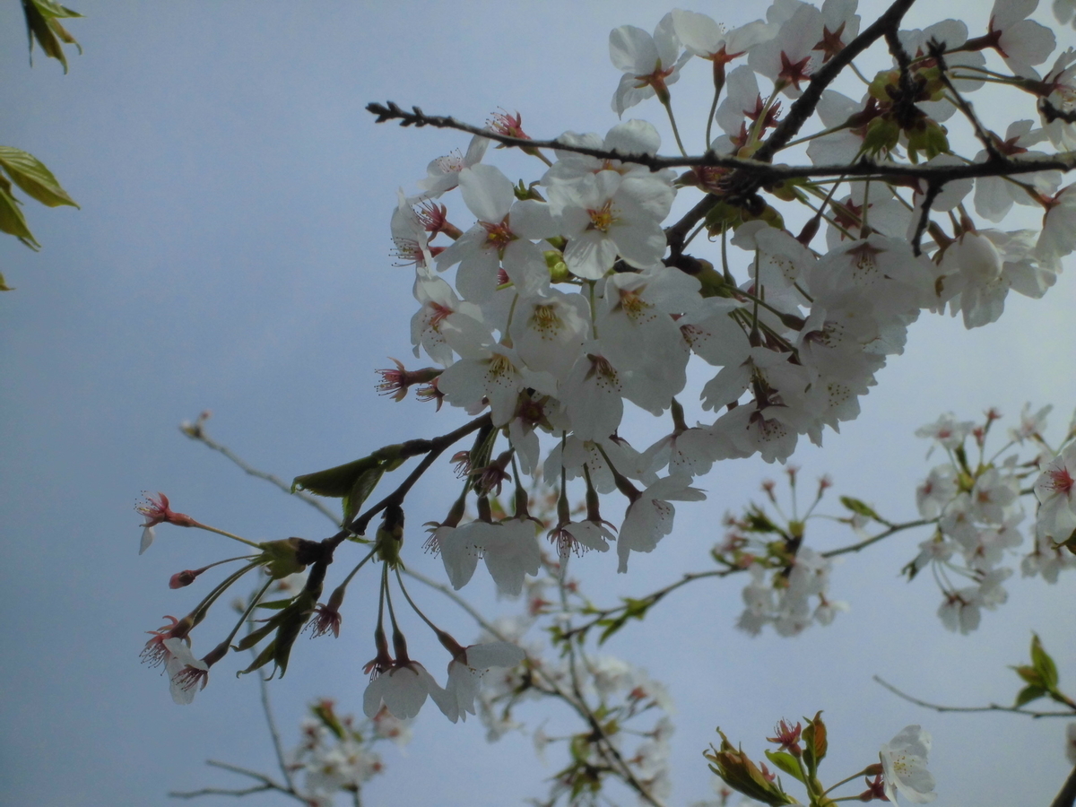 f:id:sirokumokaze:20200418202136j:plain f:id:sirokumokaze:20200418202136j:plain