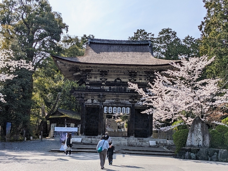 西国第14番札所観音堂】満開の桜に癒やされる三井寺（園城寺