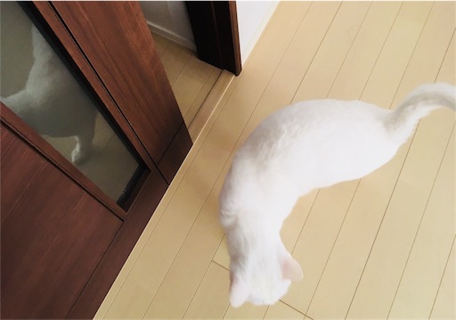 f:id:sironekounimaro:20180202101106j:image