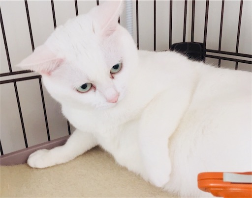 f:id:sironekounimaro:20180402142843j:image