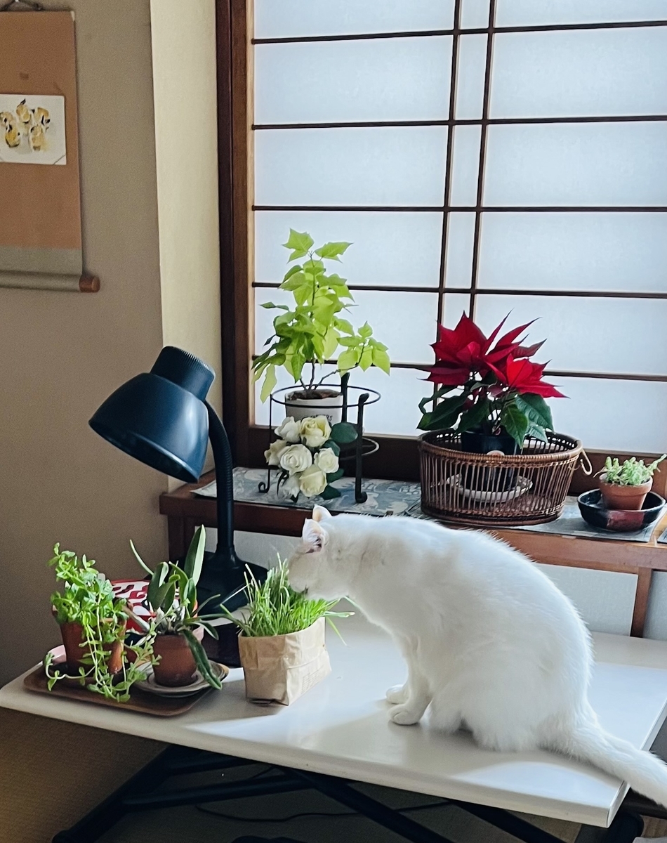 ねこ草好き!? - 白ネコゆいちゃん日記