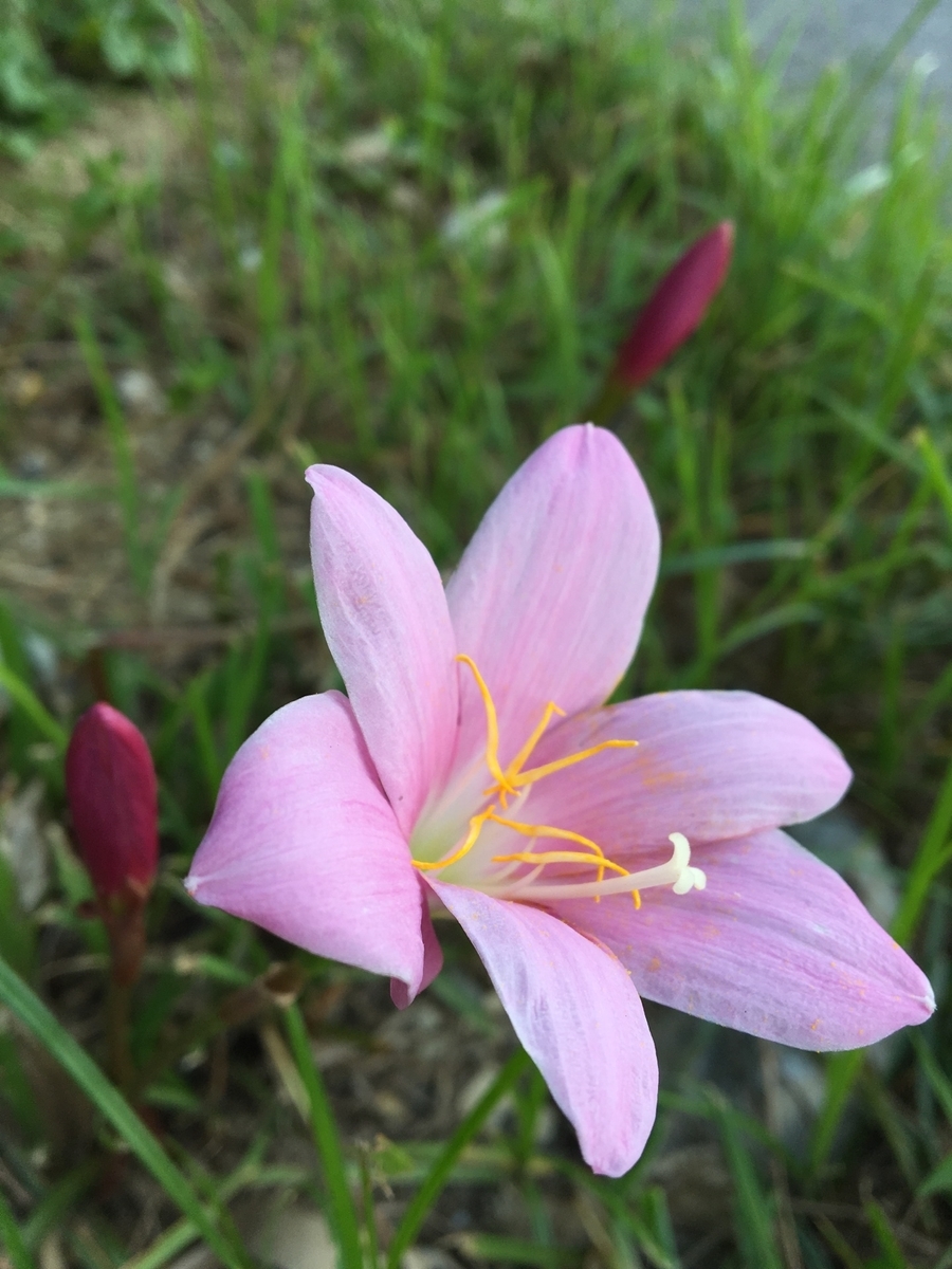 f:id:siroyama7:20190915151044j:plain