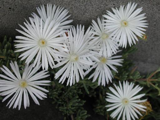 イメージ 6