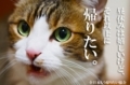 いきいきハイク