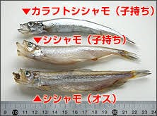 f:id:sisyamo1397:20180716010100j:image f:id:sisyamo1397:20180716010100j:image