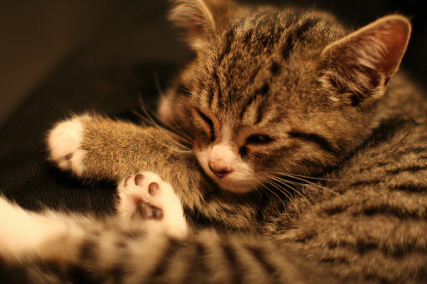 f:id:siu_suke:20090624011440j:image f:id:siu_suke:20090624011440j:image