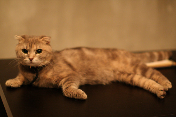 f:id:siu_suke:20090624011445j:image f:id:siu_suke:20090624011445j:image