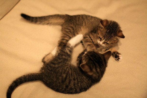 f:id:siu_suke:20090624231322j:image f:id:siu_suke:20090624231322j:image