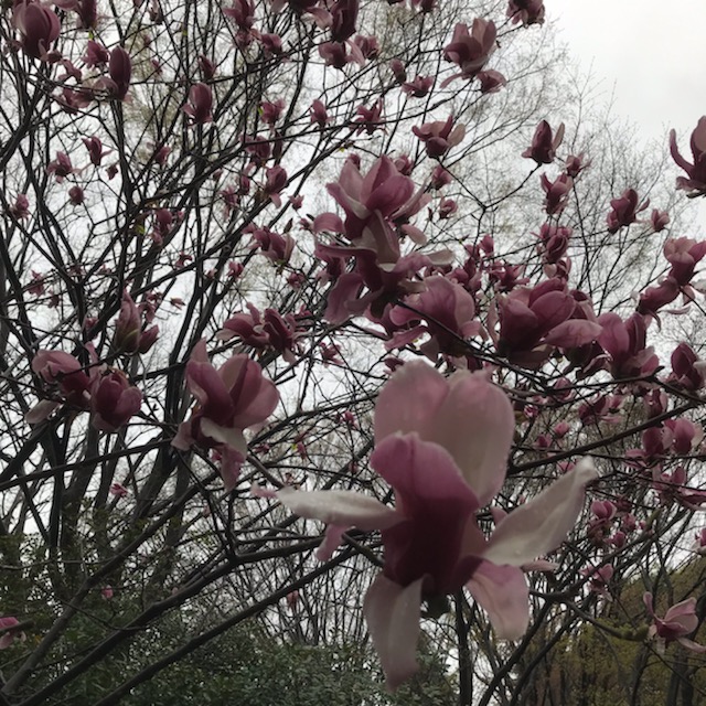 f:id:sixleaves:20210321122125j:plain