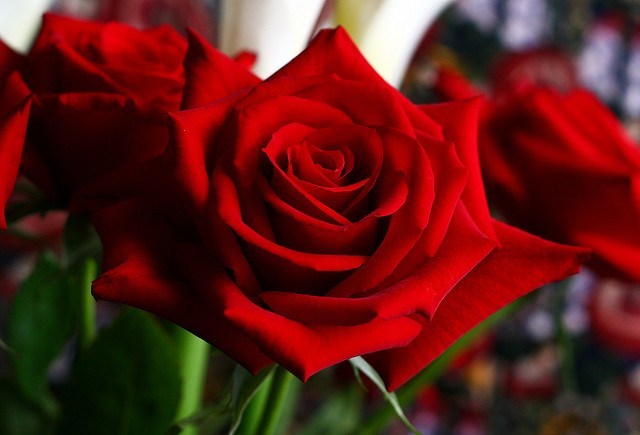 f:id:sixleaves:20210504070112j:plain