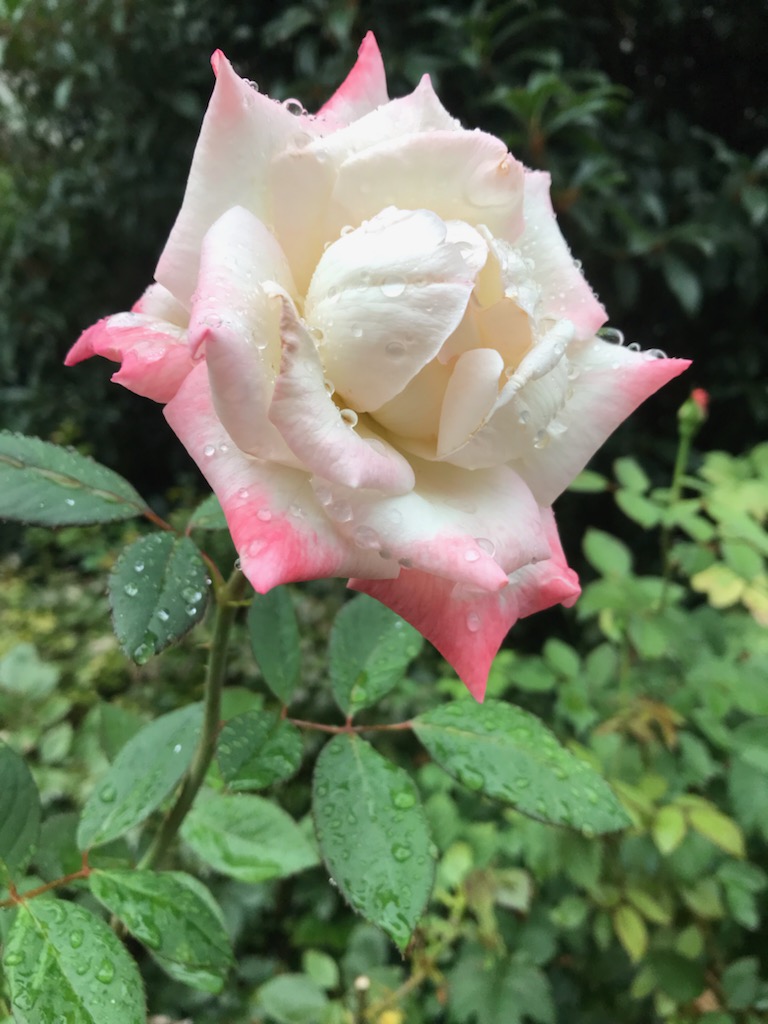 f:id:sixleaves:20211016135719j:plain