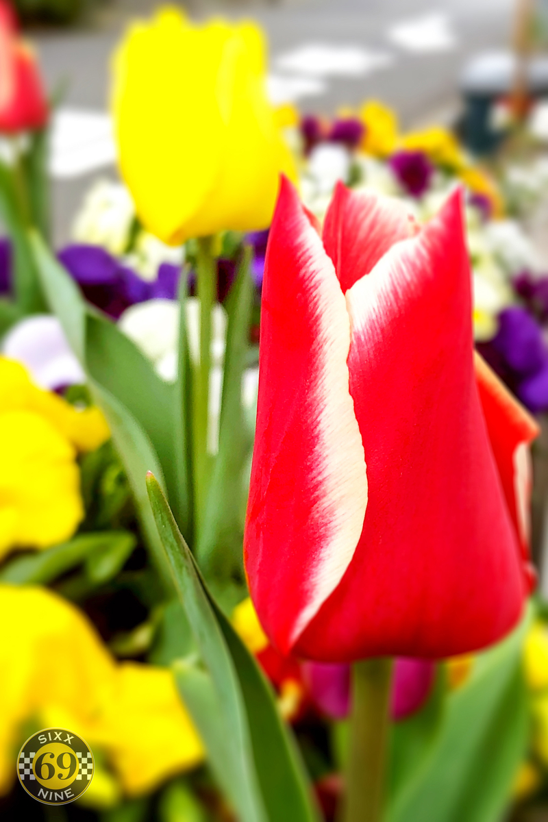 f:id:sixx-nine:20200406020322j:plain