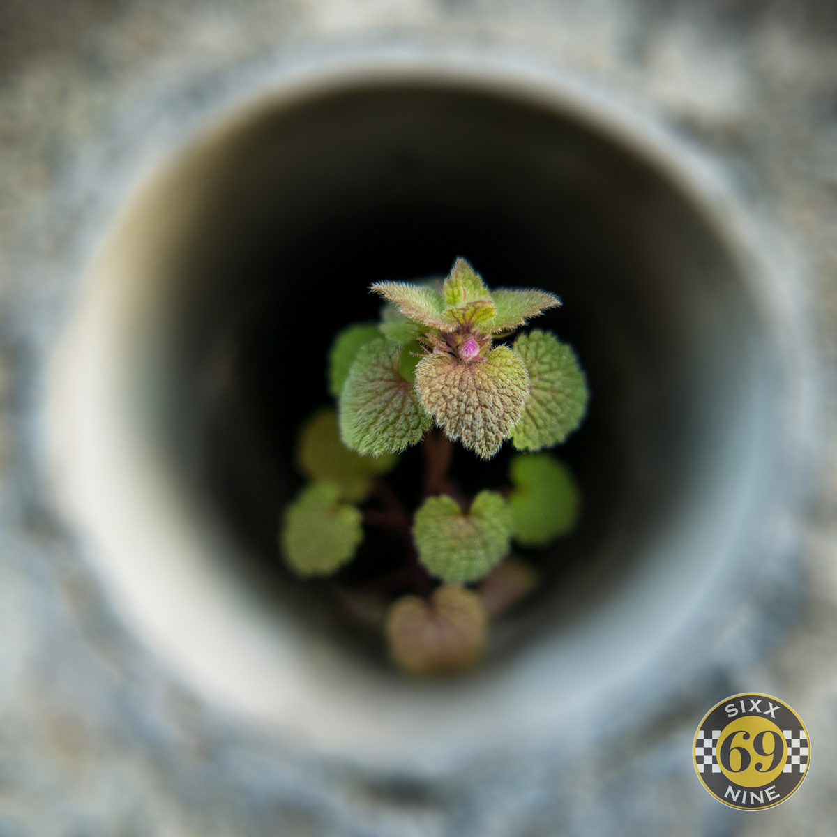 f:id:sixx-nine:20200413030814j:plain