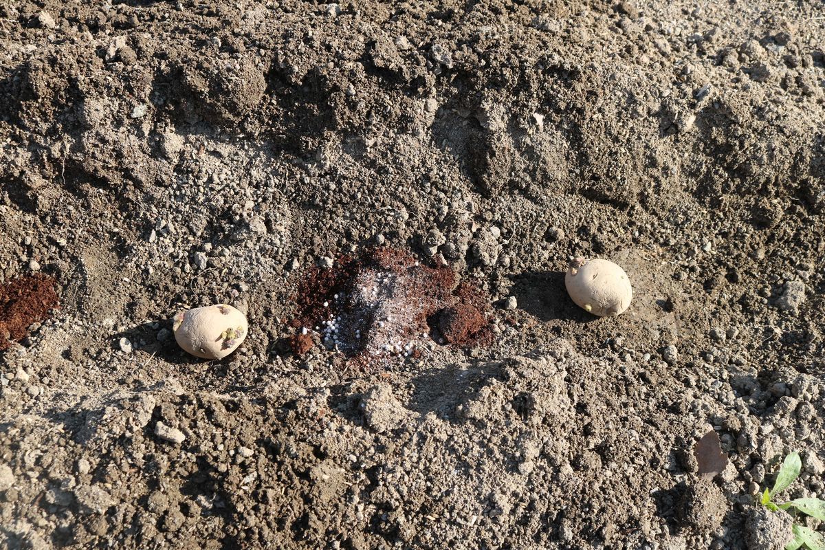 f:id:siz0310_2:20190324053417j:plain