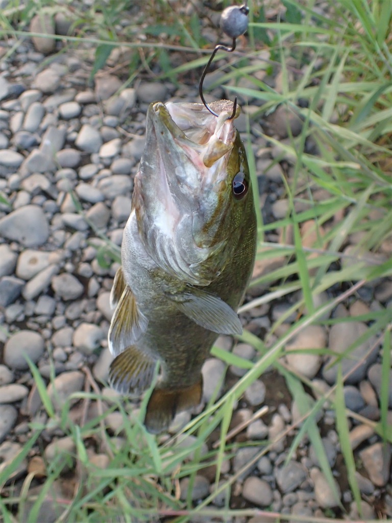 千曲川でバス釣り 自然と遊ぶlog