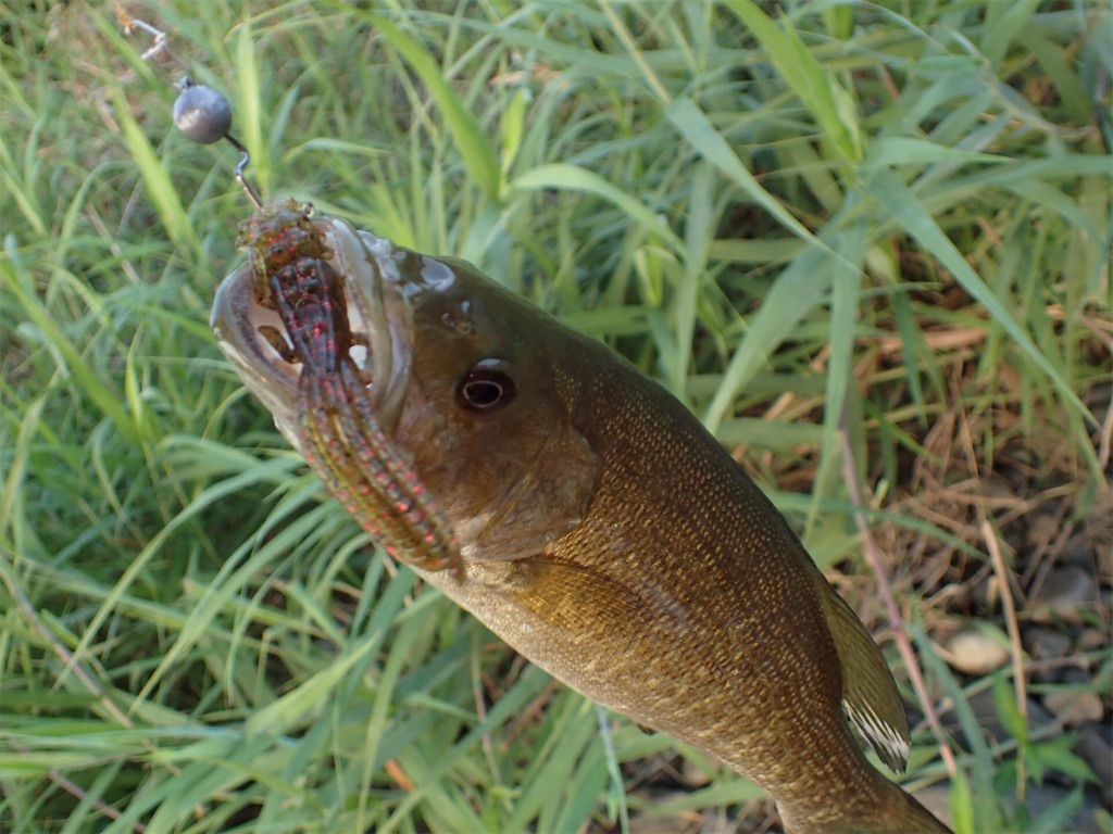 千曲川でバス釣り 自然と遊ぶlog