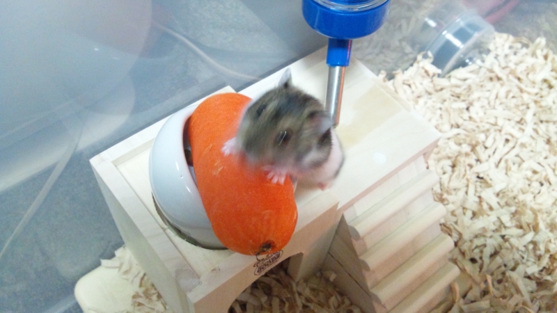 f:id:sizuku_723:20120122064728j:image:w360