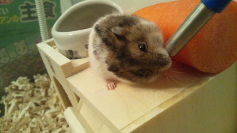 f:id:sizuku_723:20120122103828j:image:w360
