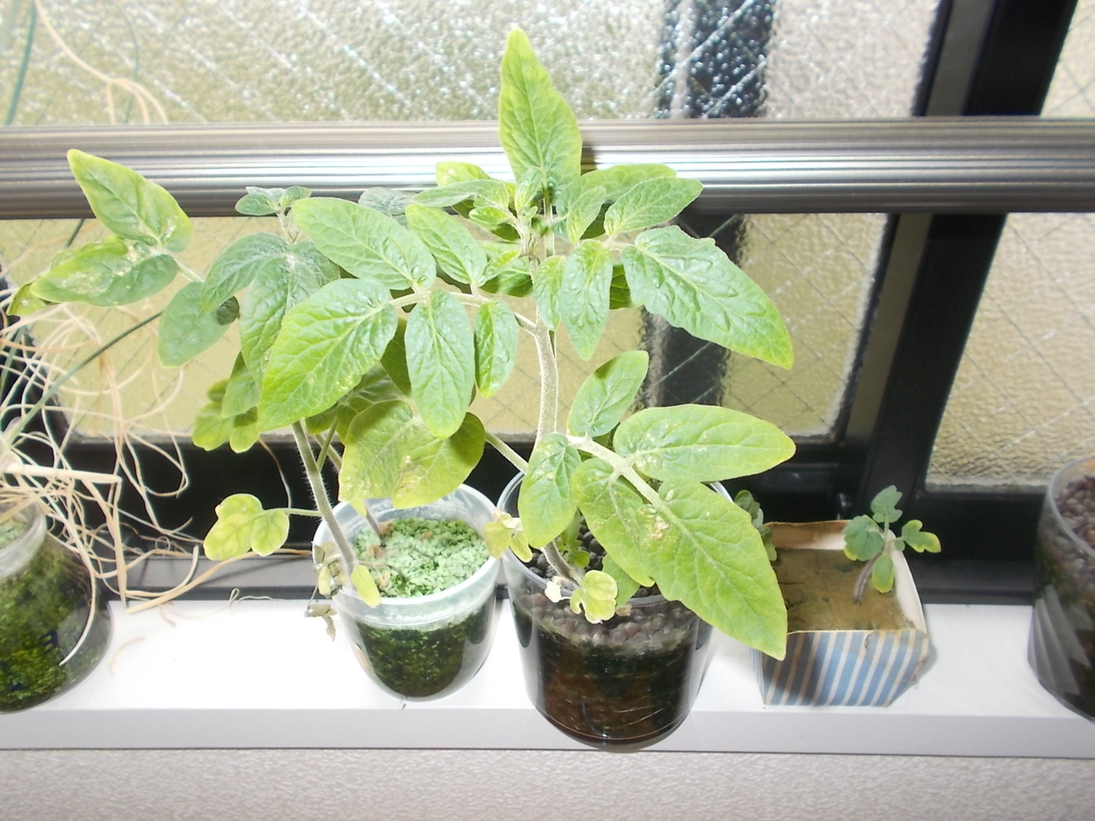 水耕栽培 ハイドロカルチャー 令和2年7月 四十雀の素人 初心者による週末農業 A 日記