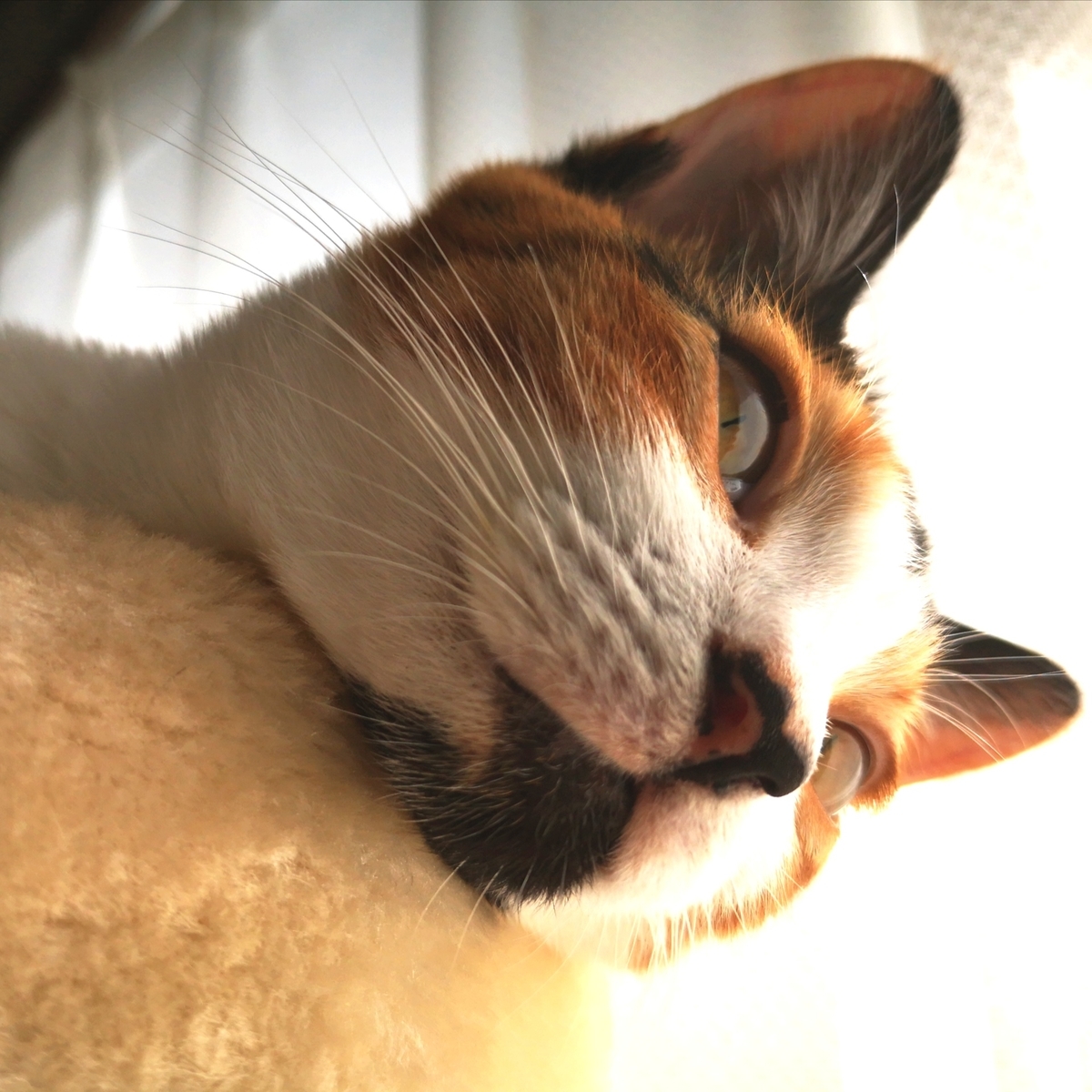 スケール 音階 練習が少しずつスムースになってきた 大人のやり直しピアノ ときどき猫と島のこと