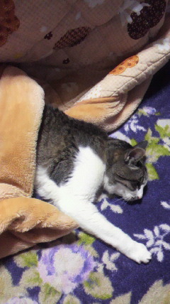 f:id:sk-0107:20120328175328j:image f:id:sk-0107:20120328175328j:image