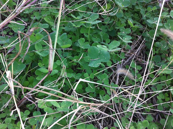 f:id:sk6960:20161030161730j:plain