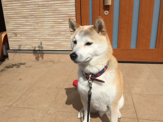 f:id:sk6960:20170305164458j:plain