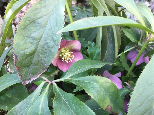 f:id:sk6960:20170305164459j:plain