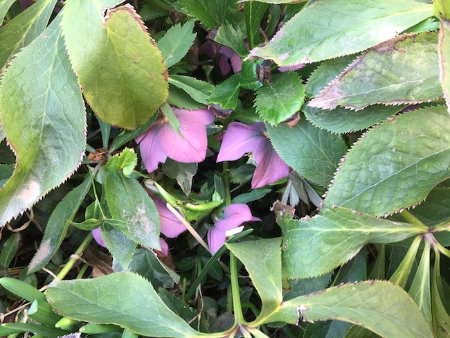 f:id:sk6960:20170305164500j:plain