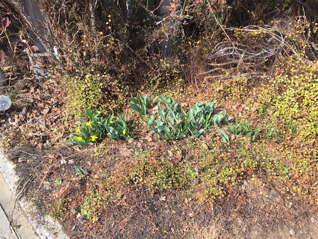 f:id:sk6960:20170305164502j:plain