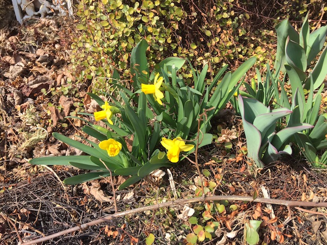 f:id:sk6960:20170305164503j:plain