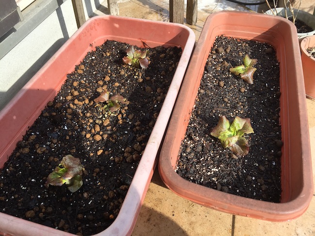 f:id:sk6960:20170305164520j:plain