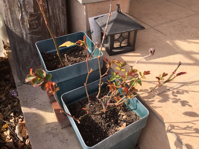 f:id:sk6960:20170305164521j:plain