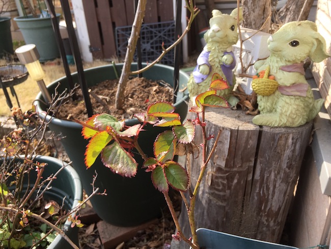 f:id:sk6960:20170305164522j:plain