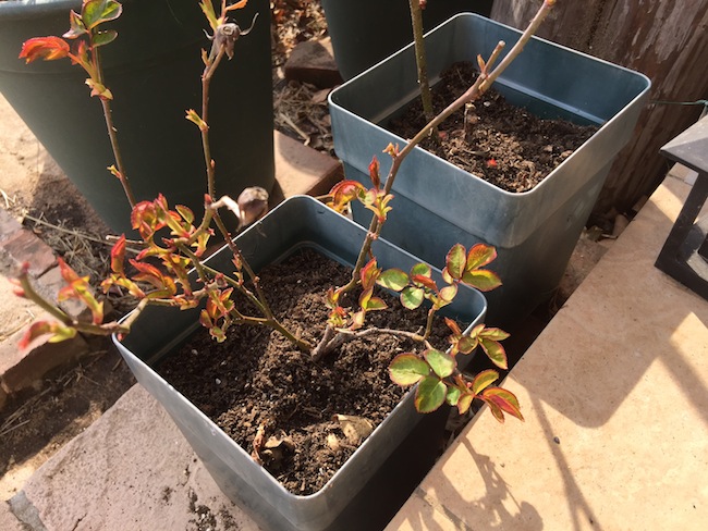 f:id:sk6960:20170305164524j:plain